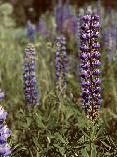 (null)